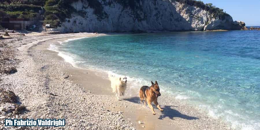 cani corrono in spiaggia