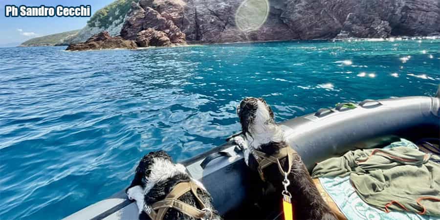 cani gommone coste elba