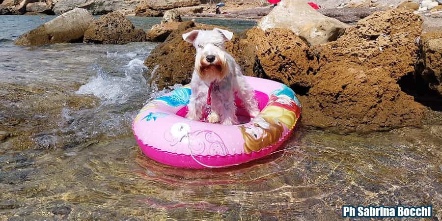 cani in spiaggia elba