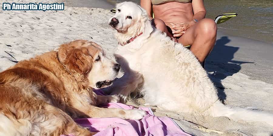cani spiaggia isoladelba