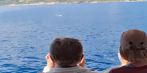 alla ricerca dei delfini sulle coste dell'Isola d'Elba ricerca cetacei elba