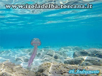 puntura di medusa all'isola d'elba