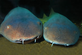 squali acquario isola d'elba