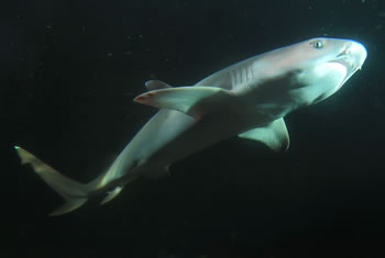 squalo acquario elba