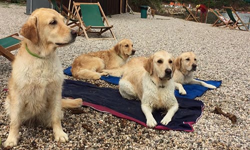 Vacanza con il cane Porto Azzurro Isola d'Elba