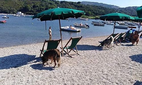 Dog Beach Mola Porto Azzurro Isola d'Elba